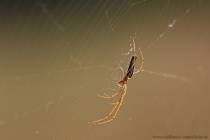 Gemeine Streckerspinne